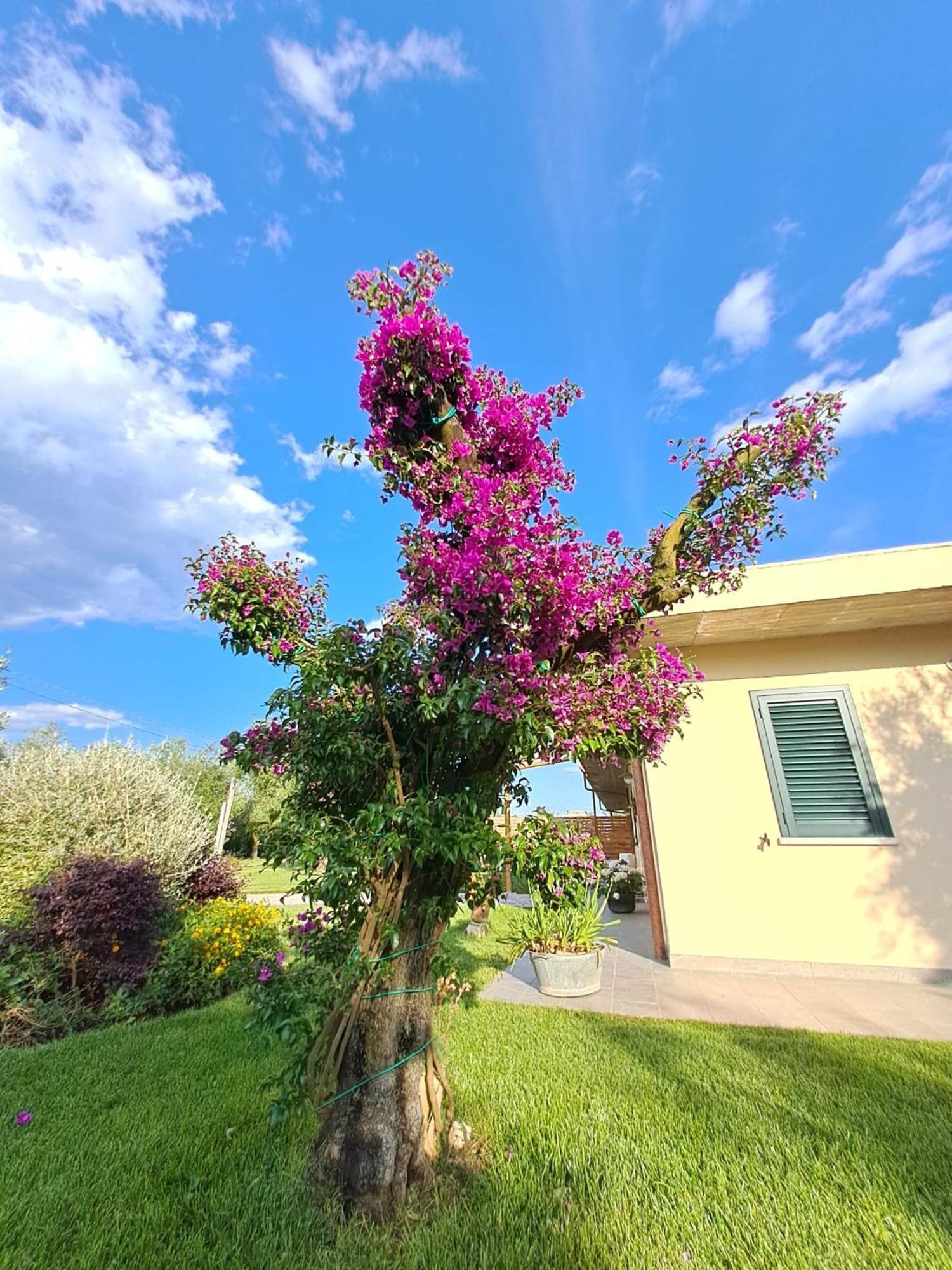 La Campagna Di Peppe E Tullia Bed & Breakfast Formia Luaran gambar